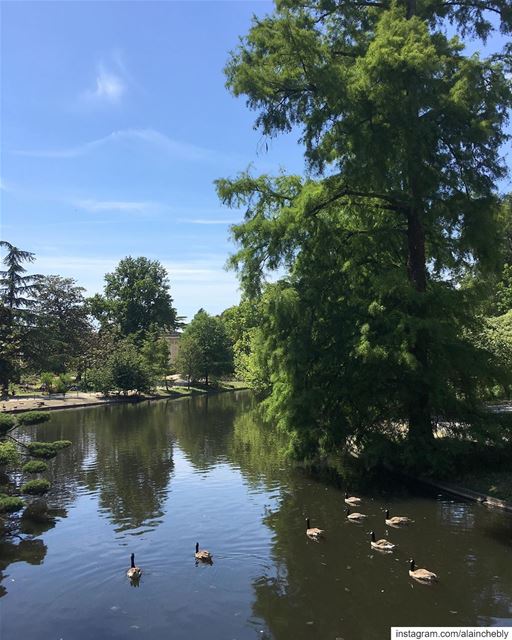 كواك كواك ...______________________________________ LibanaisÀBordeaux ... (Jardin public de Bordeaux)