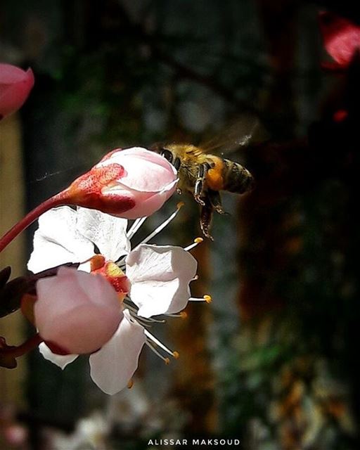 " كوني نحلة واقفة على زهرة،ليست واثقة بالزهرة ، بل بجناحيها. " 🐝💕💫💫💫 (Bakhoun, Liban-Nord, Lebanon)