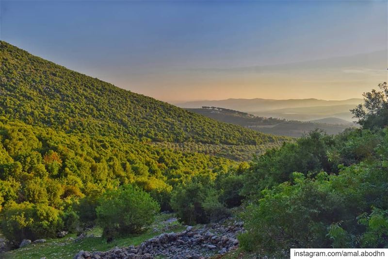 "لأن لي فيه شجرة وغيمة وظل وشمس تتوقد وغيوم تمطر الخصب… وجذور تستعصي على ال (South Governorate)