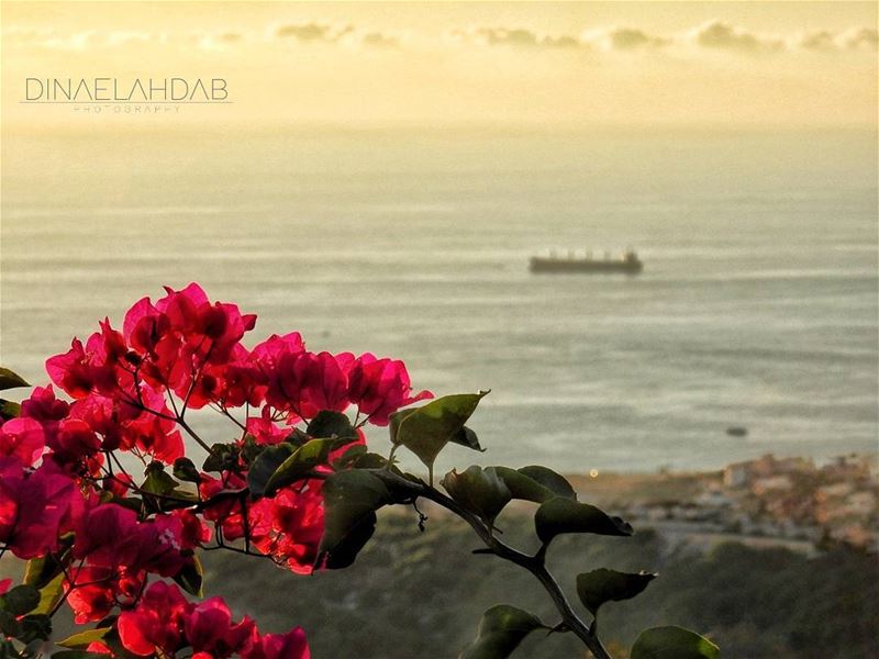 🌺لا أركب البحر إني ... أخاف منه المعاطبطين أنا وهو ماء ... والطين في الم (Byblos, Lebanon)