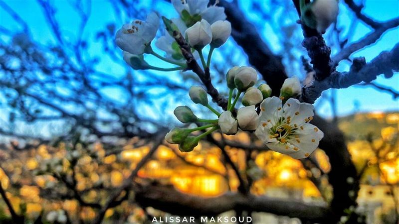 "لا تعبدوه ليعطي بل أعبدوه ليرضىفإذا رضى أدهشكم بعطائه." 💫💫💫💫💫💫💫💫 (Bakhoun, Liban-Nord, Lebanon)