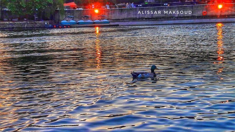 "لا يمكنك عبور البحر..بمجرد الوقوف و التحديق في الماء".  طاغور 💫💫💫💫💫� (Bennachie)