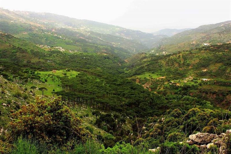 لبنان الأخضر (📸 "لبنان 24")⠀⠀⠀⠀⠀⠀⠀⠀⠀ ⠀⠀⠀⠀⠀⠀⠀⠀⠀⠀⠀⠀ ⠀⠀⠀⠀⠀⠀⠀⠀⠀⠀⠀⠀ ⠀⠀⠀⠀⠀⠀⠀⠀⠀