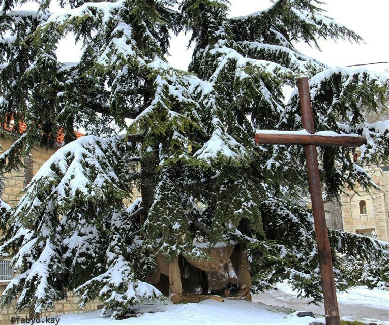  لبنان الارزة الصليب الاستقال 22 الثلوج libano nature naturelovers cross... (Lebanon)