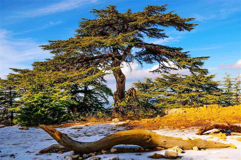 🇱🇧🌲"لبنان" هبة الأرز🌲🇱🇧🇱🇧🌲Lebanon is "The Gift of Cedars"🌲🇱🇧... (غابه ارز الباروك)