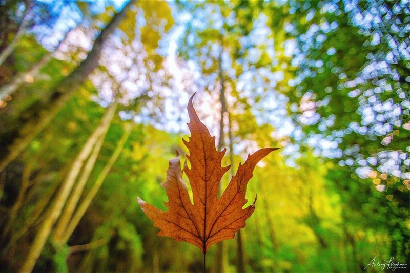 🍂 (لبنان)