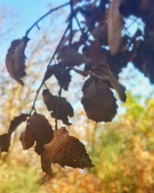 لم يكن ذنْب الخريف، هم كانوا اوراقاً 👌📷 🍃 🌳  autumn  autumn🍁  fall ... (Beqaa Valley)