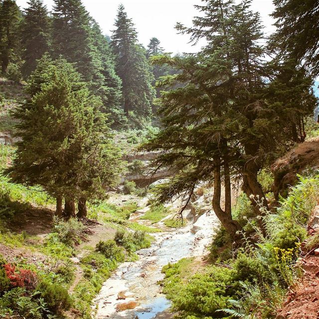 لما تشرب من مية العين، وتقول شو طيبة هالمي ❤🗻🌲 مية  عكار الخضرا 💚...... (`Akkar, Liban-Nord, Lebanon)