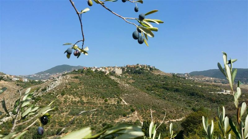 لما تكون براس الزيتونة و ييجي عبالك تصور بيطلع معك هيك شي ... olive ... (Hoûmîne El Faouqa, Al Janub, Lebanon)