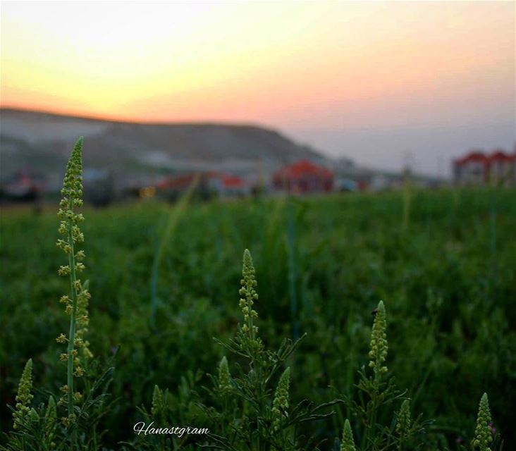 لهذا المساء غرُوب أنيق .. خلفهُ ضيف عزيز،، طال إنتظاره....... رمضان جسرٌ مُ