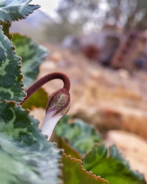 ليس التواضع ان تحط من قدرك،، انما هو الا تشعر بالغرور 👌 flowershot ... (Hasbaya District)