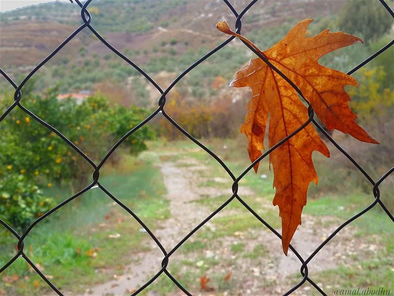 ما بين فصل الخريف،، وفصل الشتاء 👌📷 🍃 🌳  autumn  autumn🍁  fall  fall🍁 (Hasbani River- Hasbaya)