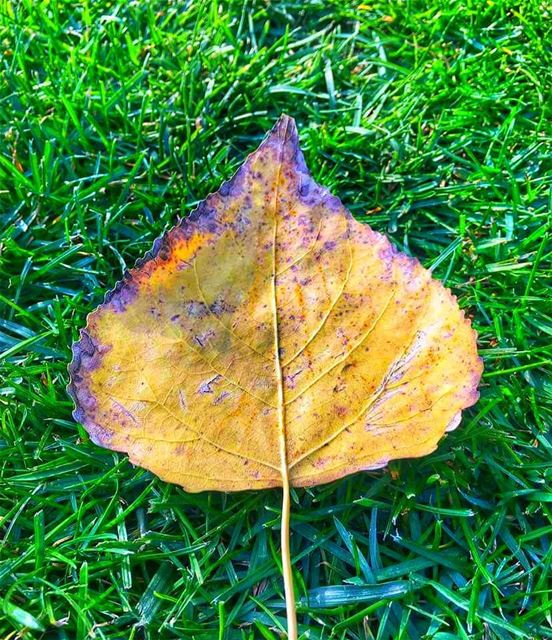 متل كأنو الخريف واقف على الباب🍂🍃........ autum  autumn  leaves ... (South Governorate)