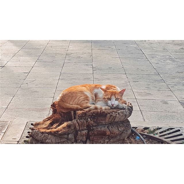 مثل الأربعا بنص الجمعة ... (Beirut, Lebanon)