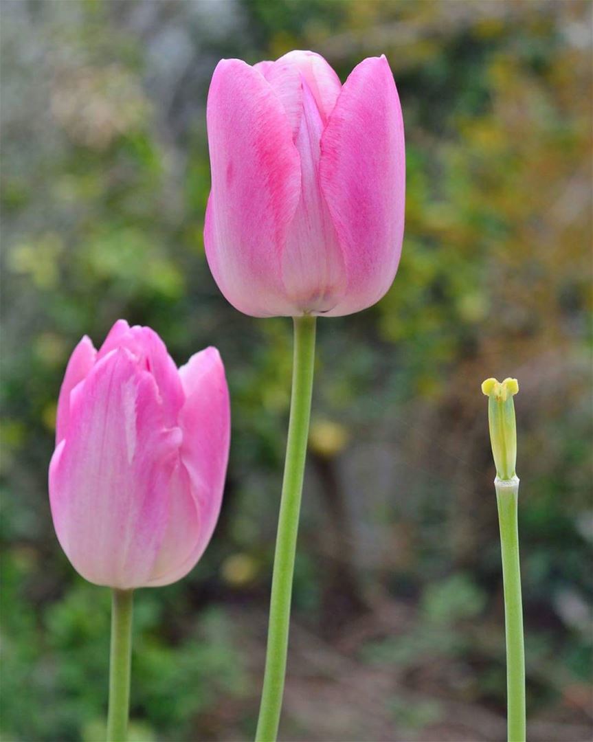 مساء التوليب 🌷 flower  flowers  tulip  tulips  tulipflower  tulipflowers...