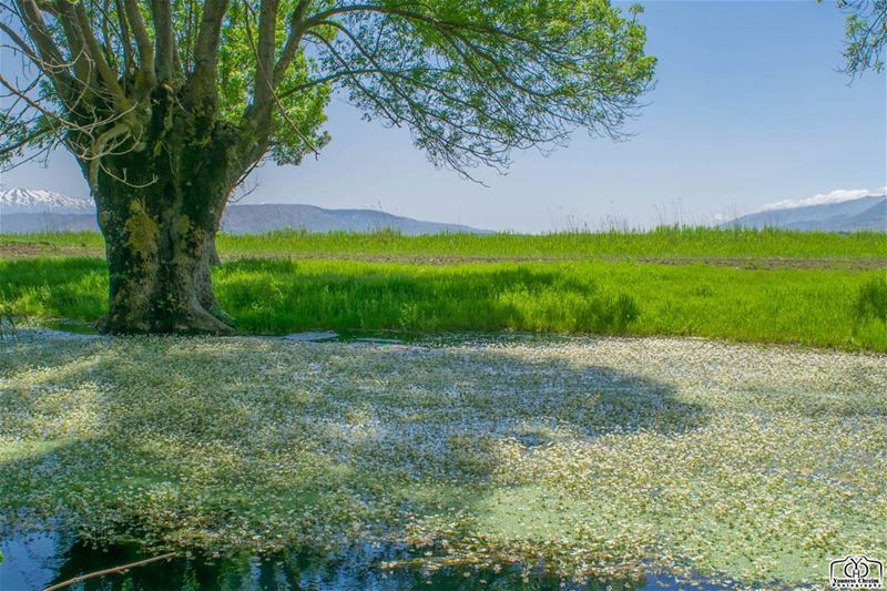 مستنقعات عميق - البقاع - لبنان  ammiq  ammiqreserve  nature  swamp ...