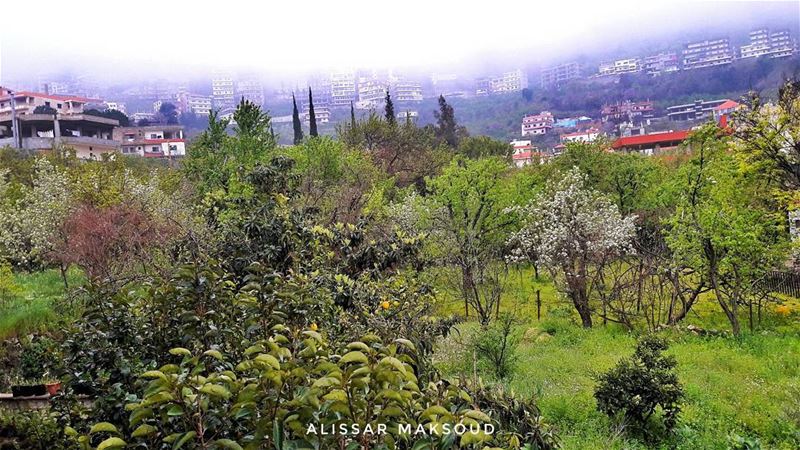 "من أراد أن تكون كلمته من رأسهفلتكن لقمته من فأسه."  الشعراوي 💫💫💫💫💫💫 (Bakhoun, Liban-Nord, Lebanon)