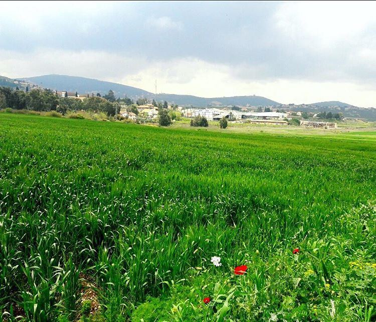 من الحدود مع فلسطين المحتلة  spring  wheat   green  colors  Beautiful ...