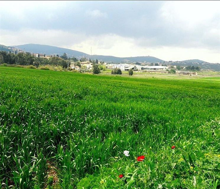 من الحدود مع فلسطين المحتلة  spring  wheat   green  colors  Beautiful ...