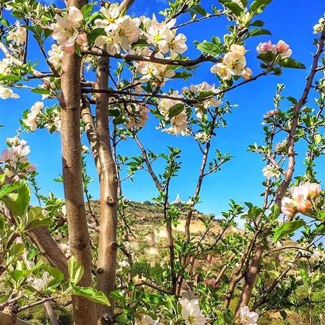 من سرّ البداية، من سلافة الأزمنة، من قلب الفجر، من بهاء الصباح، من شفافية ا (Ehden, Lebanon)