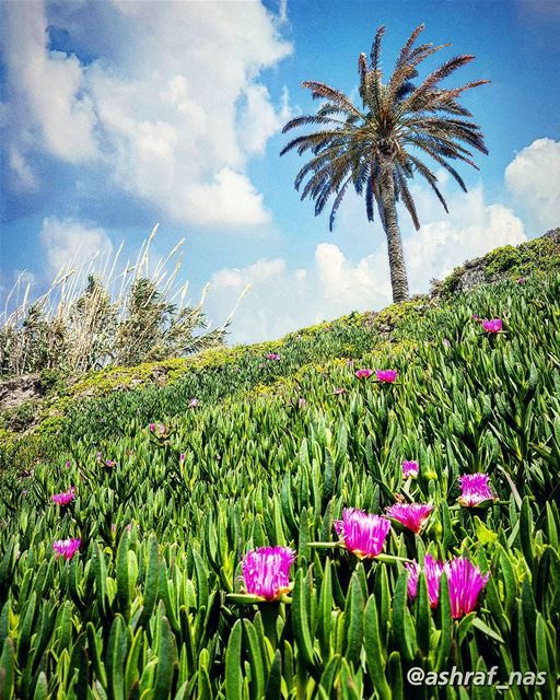 من وين الحلوة العليانة ع الورد وأكترتتموّج مثل النِيسانة بجبال العنبر...ب (Tyre, Lebanon)