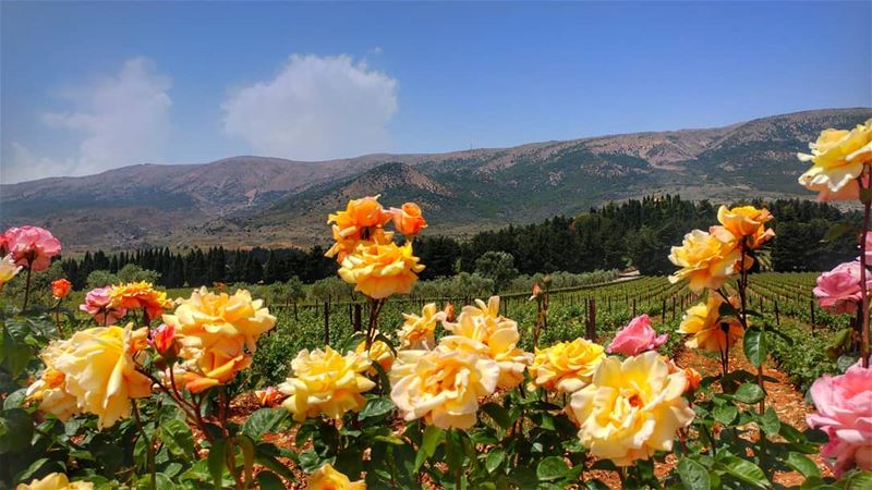 من وين الحلوة العليانة ع الورد وأكترحليانة الدنيا حليانة بلبنان الأخضر ..... (Chateau Kefraya)