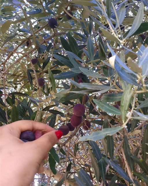  موسم_الزيتون  olivegarden  olivetree lovethislife  lovethisseason ... (Ghaziyé, Al Janub, Lebanon)