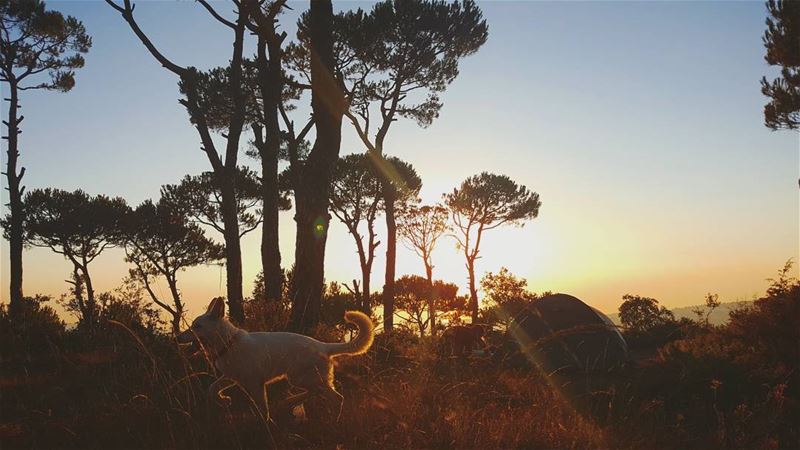 مين قال مش حلوة عيشة الكلاب🤔🐶... camping  dogs  goldenhour  pinetree... (Marj Biskinta, Mont-Liban, Lebanon)