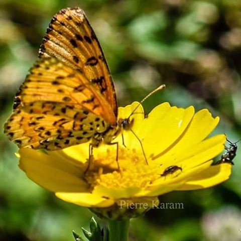 نءيلك احلا زهرا  butterfly  daisy  orange  yellow  lebanon_hdr  lebanon ...