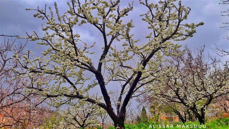 " نحن بقع من العتم لولا نور الله فينا."💫💫💫💫💫💫💫💫💫💫💫💫💫💫... (Bakhoun, Liban-Nord, Lebanon)