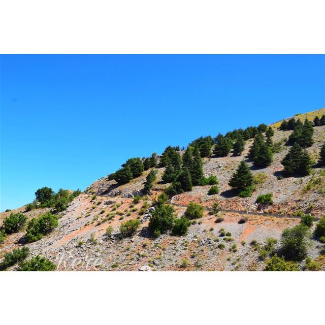 نحن نخبئ الكثير تحت تلك البسمة التي ترونها مرسومة على وجوهنا،نخبئ ما حدث ا (Al Shouf Cedar Nature Reserve)