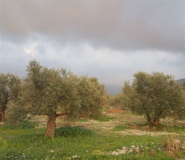 ها قد  نشر الربيع ثوبا طواه ليل الشتاء  فاكتست به أشجار الخوخ والتفاحفظهرت (El Khâldîyé, Liban-Nord, Lebanon)