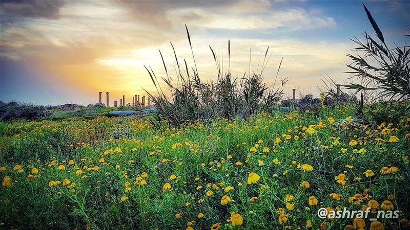 هل إتخذت الغاب مثليمنزلاً دون القصور...فتتبعت السواقيوتسلقت الصخور...هل (Roman ruins in Tyre)