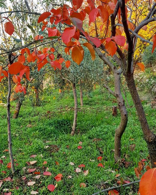 🍂🍂🍃🍁🌳  هلا_بالخريف .......... Lebanon  beiteddine  nature ... (Beiteddine)