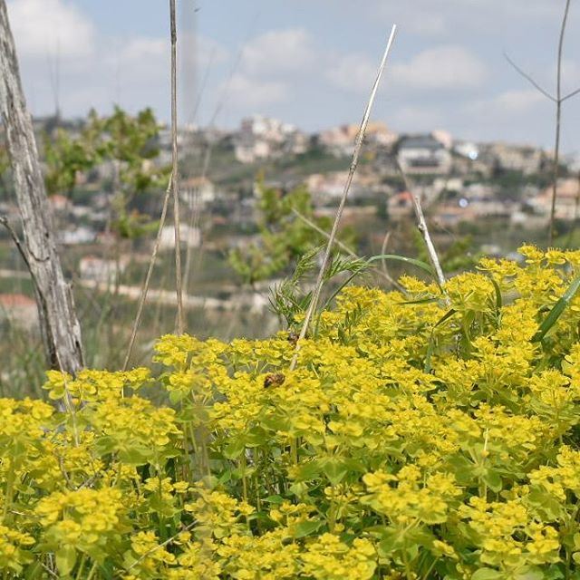 هوا الجنوب  whatsuplebanon  ig_lebanon  insta_lebanon  southlebanon ... (El Qlaïaâ, Al Janub, Lebanon)