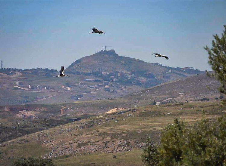 هون اول الكون وكل الحلا whatsuplebanon  ig_lebanon  insta_lebanon ... (Jarmaq, Al Janub, Lebanon)