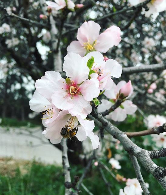 و اللوز .. زهر 😍 nature  almond  lebanon  south  naturephotography ... (`Arab Salim, Al Janub, Lebanon)