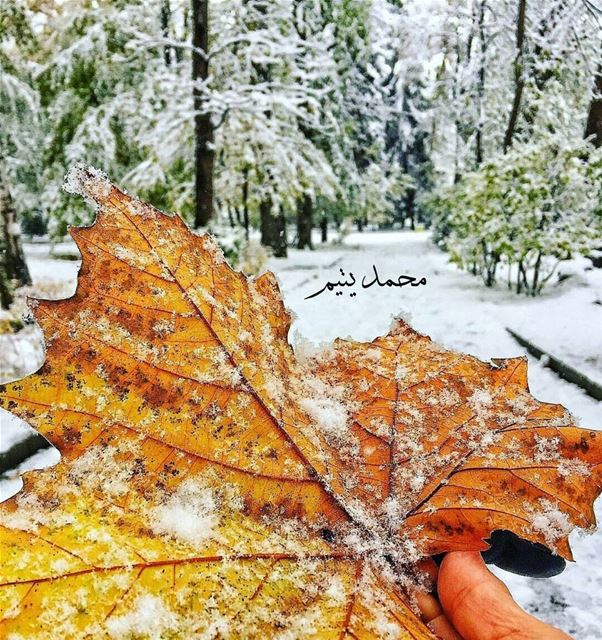 و بكتبلَك ع ورقة حتّى ما قول ...يا ريّتَك مش رايح يا ريتَك تبقى..تبقى عطول (Faraya, Mont-Liban, Lebanon)