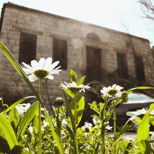 و تزَهِّر الدّني🍃🌼🍃❤... lebanon  bhamdoun   livelovebhamdoun ... (Bhamdoûn, Mont-Liban, Lebanon)