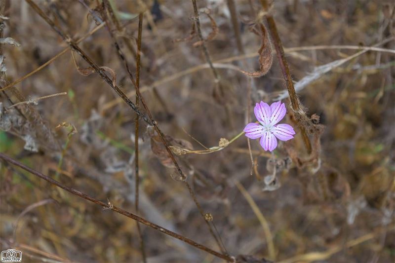 و لادة أمل من رحم اليأس ... nature  flower  flowers  hope  lebanon ...