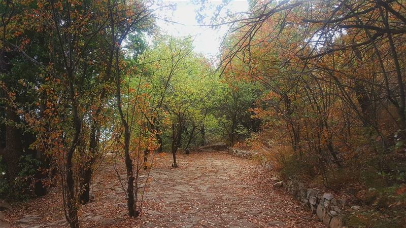 و ما حدا يعرف بمطرحنا الا السما و ورق تشرين🍂🍂🍂... morning  oaktree ...