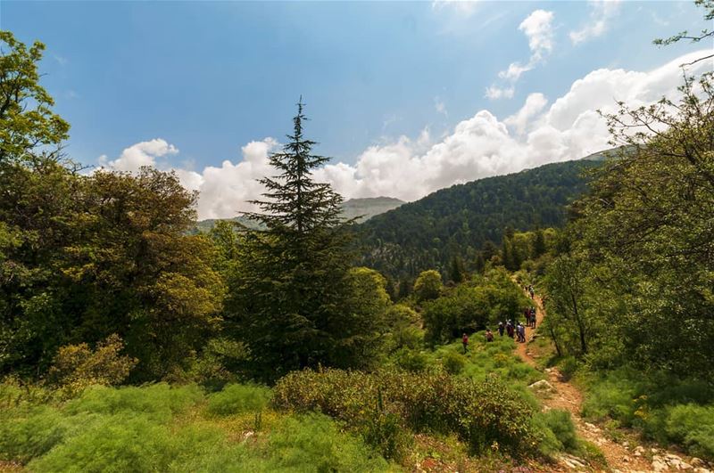 و مشينا سوا و ما وصلنا، ع نفس الطريق.. بذات المحطة تلاقينا، و ضيعنا الطريق. (Horsh Ehden Nature Reserve)