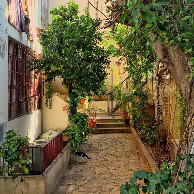 🐈💭 وأنا شجرة (Achrafieh Azariyeh)