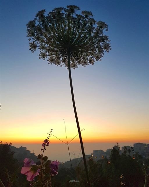 وتكبر قلوبنا بالأمل....  ig_lebanon insta_lebanon insta_jezzine...