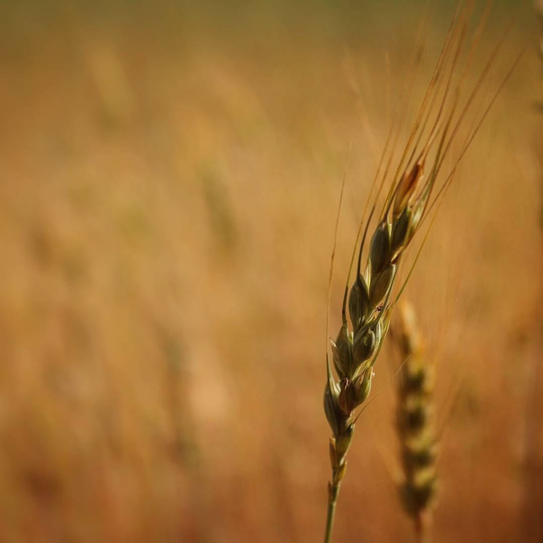 وتمايلي .. 🌾🎵 قمح   عكار.... wheat   gold  field  akkar  lebanon ... (`Akkar, Liban-Nord, Lebanon)