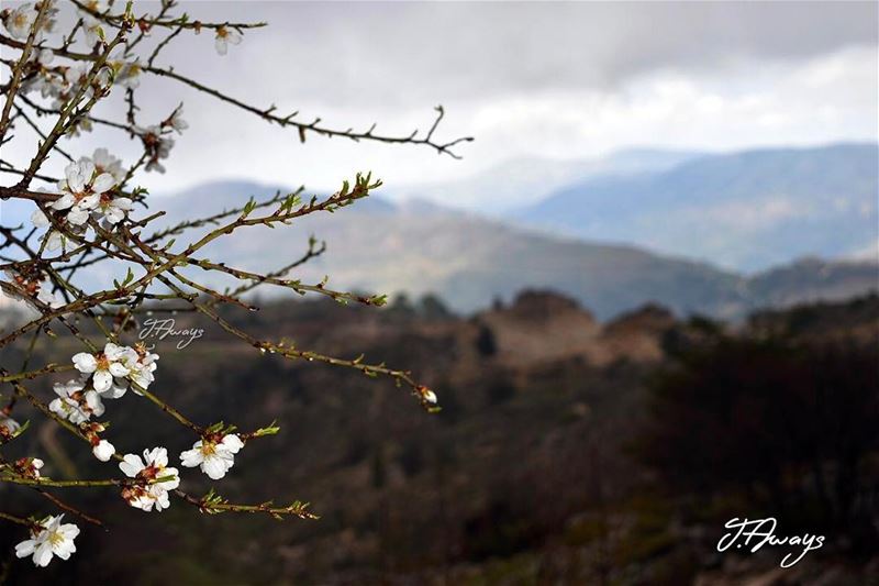 وتميل عالمرج الأخضر خيرات عم تنمى وتكبر -  صباح لبنان lebanon  spring... (Bmahray, Mont-Liban, Lebanon)