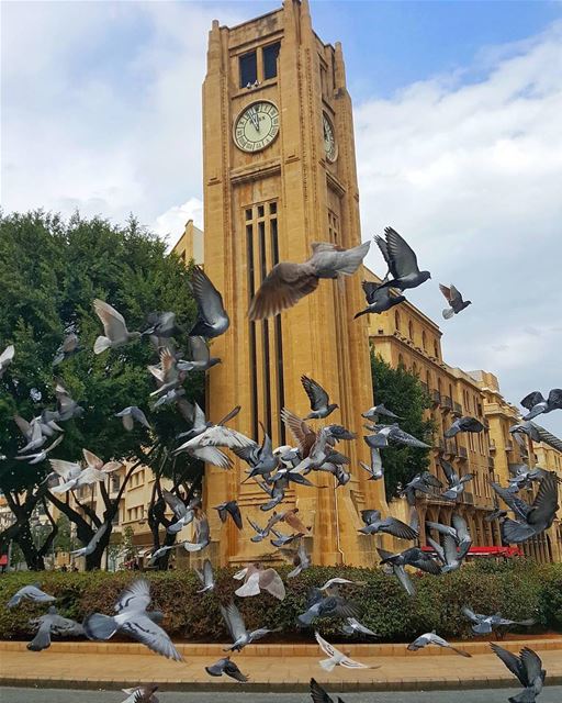 ...وحدهم أوفياء لساحة النجمة ...Happy Monday igers 👋🌞🏛🕊By @antoine.gk (Downtown Beirut)