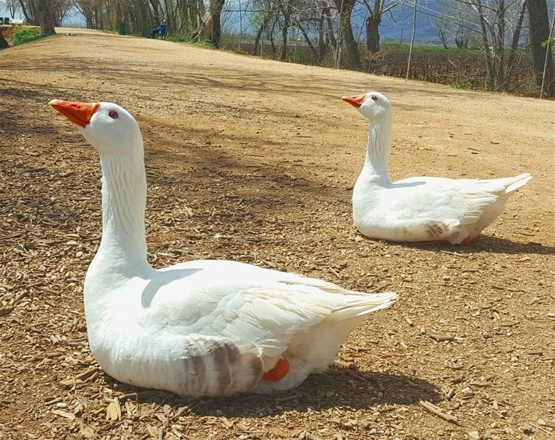 وحياة ريشاتك وإيامي سوى... وحياة زهر الشوك وحبوب الهوا... ان كنت لعندن رايح (Taanayel Lake)