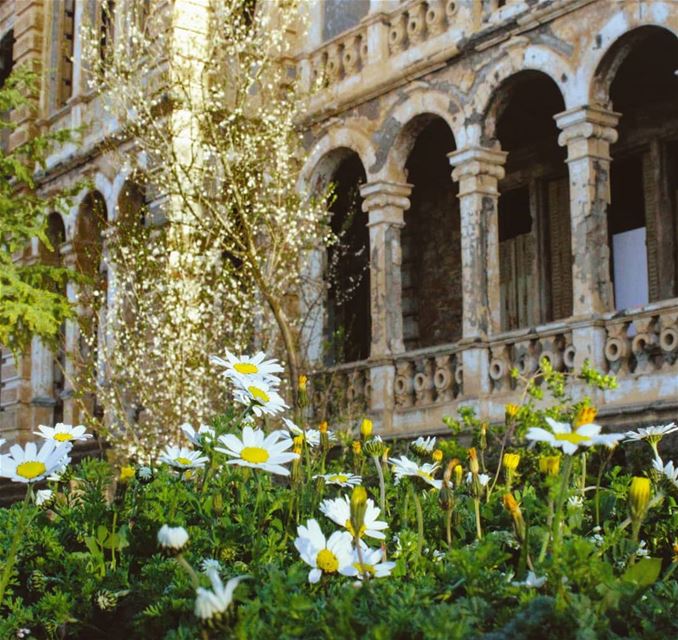 وحياتك زهّر نيسان.. والقلب دايب .. والحلا غايبوانا على مهلي افتحلي وقلي🎶... (Donna Maria Sursock Gardens)