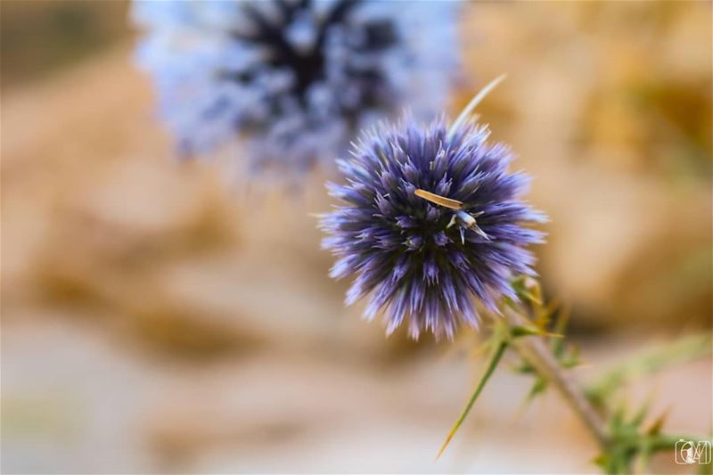  ورد و  شوك.. mothernature  flower  blue  lebanon  nature  naturlovers ... (Faraya, Mont-Liban, Lebanon)
